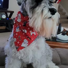 Miniature Schnauzer All Grown Up from Stallard’s Schnauzers- miniatures
