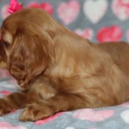 Cavalier King Charles Spaniel Puppies from Angels Ridge Cavaliers