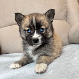 Opal - Wolf sable female Pomsky puppy in Tonasket, Washington from Washington Pomskies