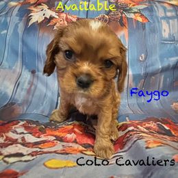 Faygo - Ruby male Cavalier King Charles Spaniel puppy in Leonard, Michigan from CoLo Cavaliers