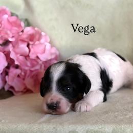 Vega - Tri-color female Cavapoo puppy in Sun City, Arizona from AZ Cavapoos
