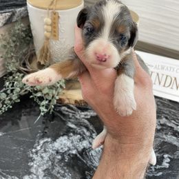 Lola - Blue merle female Bernedoodle puppy in Holtwood, Pennsylvania from Country Ridge Puppies