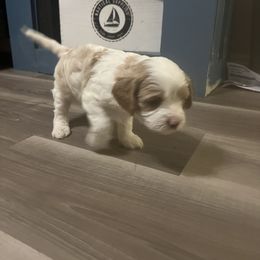 Cavalier King Charles Spaniel, Cavapoo, Maltipoo, and Poodle Puppies from Lainy's Puppies