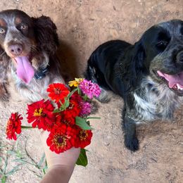 English Springer Spaniel puppies from Cherokee Springers of NWFL