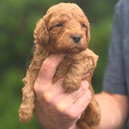 (Black Collar) Storm - Red  male Goldendoodle puppy in Granite Falls Nc, North Carolina from Carolina Goldendoodles