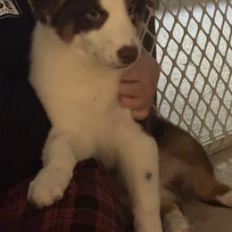 Boy 3 - Red merle male Australian Shepherd puppy in Middletown, Delaware from Everline Aussies
