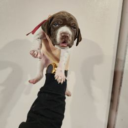 Pink Girl - Liver and white female German Shorthaired Pointer puppy in Nampa, Idaho from Heart Mountain Cavaliers & Floating Feathers Kennel