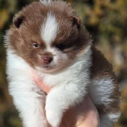 Chocolate tri boy - Chocolate male Pomeranian puppy in Brighton, Colorado from POMS OF CBBK