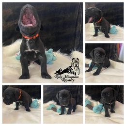 Cane Corso Puppies from Ruby Mountain Royalty