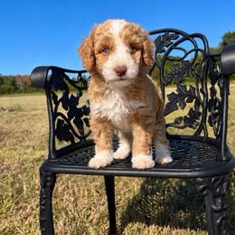 Tigger - Apricot male Goldendoodle puppy in Crawford, Mississippi from Magnolia State Poodles and Doodles