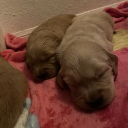 Golden Retriever Puppies from Golden Star Ranch