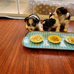 Biewer Terrier and Yorkshire Terrier Puppies from 1.StarDreamPups