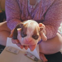 Boston Terrier Puppies from M&Bs Boston Terriers