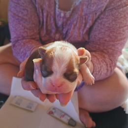 Boston Terrier Puppies from M&Bs Boston Terriers