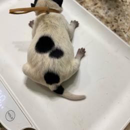 Brown - Blue male Australian Cattle Dog puppy in Chelsea, Oklahoma from CT Mini Heelers