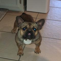 French Bulldog All Grown Up from Top of the Line French Bulldogs