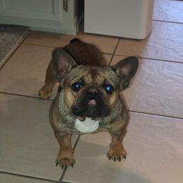 French Bulldog All Grown Up from Top of the Line French Bulldogs