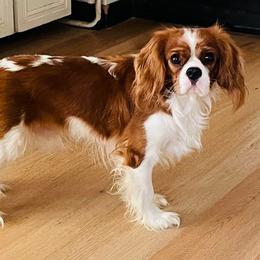 Lloyd - Cavalier King Charles Spaniel
