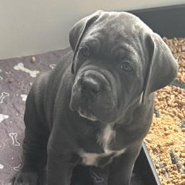 Boy 1 - Gray male Cane Corso puppy in Mansfield, Texas from Majestic Pride Cane Corso LLC
