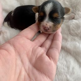 Biewer Terrier Puppies from Petit Bijou