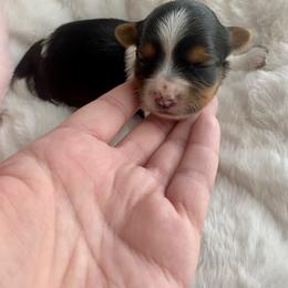 Biewer Terrier Puppies from Petit Bijou