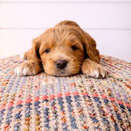 Pongo - Apricot male Goldendoodle puppy in Columbia, South Carolina from Glittering Grace Goldendoodles
