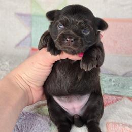 Winne - Chocolate and white female Chihuahua puppy in West New York, New Jersey from Pixie’s Magical Puppies