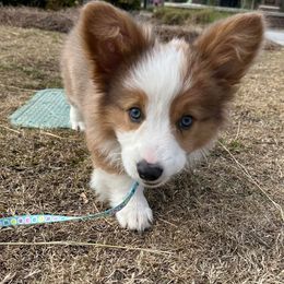 Pembroke Welsh Corgi Puppies from Carolina cotton candy corgis