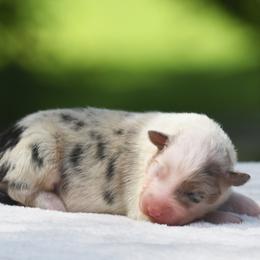 Girl 2 - Blue merle female Australian Shepherd puppy in Glade Spring, Virginia from Paramount Aussies