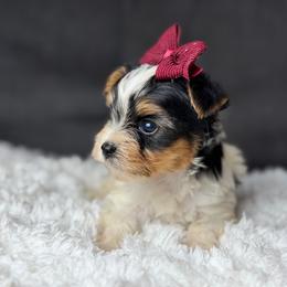May - Black tan and white female Biewer Terrier puppy in Liberty, Texas from Tiny Yorkshire pups