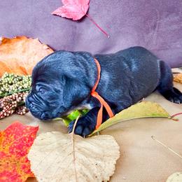 Viper - Black male Great Dane puppy in Climax, Michigan from Beaver Creek Danes