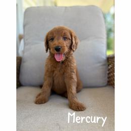 Mercury - Red  female Goldendoodle puppy in Smithfield, Kentucky from KBK9 Kennels
