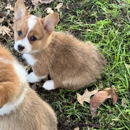 Gem - Red female Pembroke Welsh Corgi puppy in Millsap, Texas from Punchy Pembroke Ranch