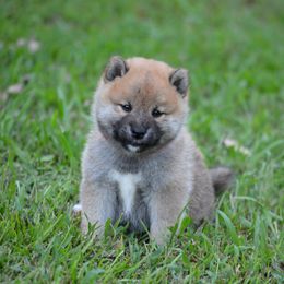Shiba Inu and Siberian Husky Puppies from Rita Montgomery