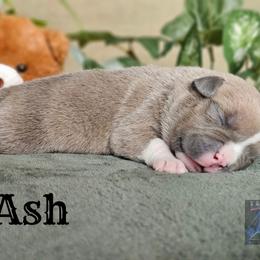4th pick reserved - Blue fawn male American Bully puppy in Mobile, Alabama from Laser Elite Bullies