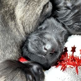 Shiloh Shepherd Puppies from Echo Shilohs