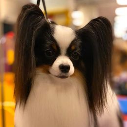 Papillons and Tibetan Terriers from Corsair Tibetan Terriers & Papillons