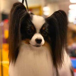 Papillons and Tibetan Terriers from Corsair Tibetan Terriers & Papillons