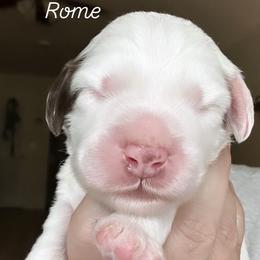 Rome - Chocolate male Australian Labradoodle puppy in Chuluota, Florida from Delano Australian Labradoodles