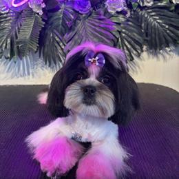 Shih Tzu Puppies from Adams Pawsitive Pawfection