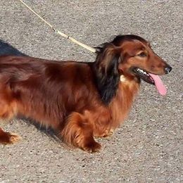 Mikki - Dachshund