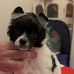 Linus - White and black male Chinese Crested puppy in Florida from BryMar Chinese Cresteds