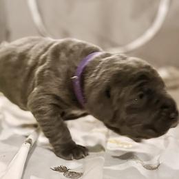 Purple - Blue female Neapolitan Mastiff puppy in Ramona, California from San Diego Mastiff