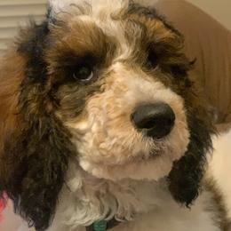 Jade - Poodle