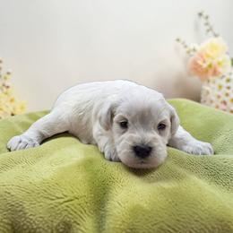 White male - White male Miniature Schnauzer puppy in Houston, Texas from Haughton Farm