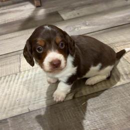 Laredo - Piebald male Dachshund puppy in Dobson, North Carolina from Oakleys Dachshund Haven