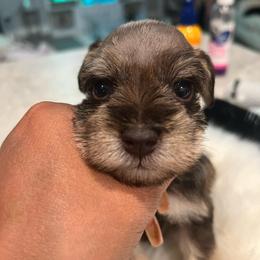 Boy- 2-liver bear - Salt and pepper male Miniature Schnauzer puppy in Lehigh Acres, Florida from Regency Schnauzer