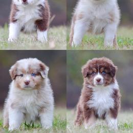 Australian Shepherd Puppies from Circle P Farm