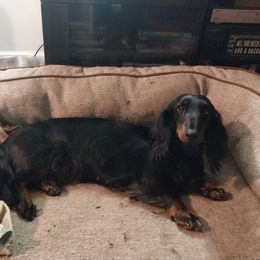 Betty - Dachshund