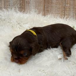 Yellow Boy - Chocolate male Cavalier King Charles Spaniel puppy in Ellisville, Mississippi from Malu Lani Cavaliers